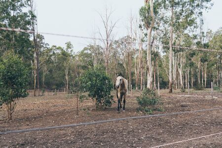 White horse with long mane portrait in motion. Spanish horse, andalusianの写真素材