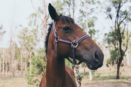Beautiful brown horse portrait on field background. Spanish horsesの写真素材