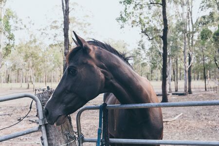 Beautiful black horse with white stain on the forehead on wild ranch. Spanish horseの写真素材