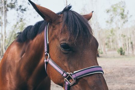 Beautiful brown horse portrait on field background. Spanish horsesの写真素材