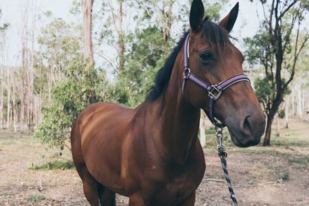 Beautiful brown horse portrait on field background. Spanish horsesの写真素材