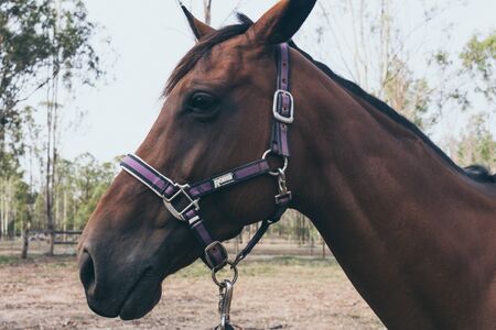 Beautiful brown horse portrait on field background. Spanish horsesの写真素材