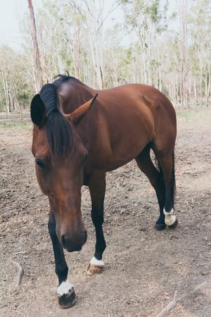 Beautiful brown horse portrait on field background. Spanish horsesの写真素材