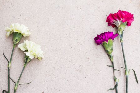 Color carnation flower bouquet on beige background.の写真素材