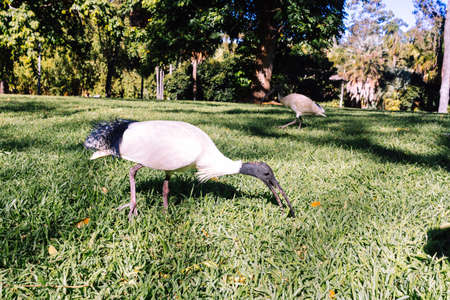 Australian White Ibis walking on the grassの写真素材