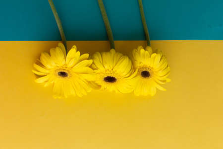 Yellow gerbera flowers bunch on yellow backgroundの写真素材