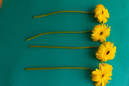 Yellow gerbera flowers bunch on blue background