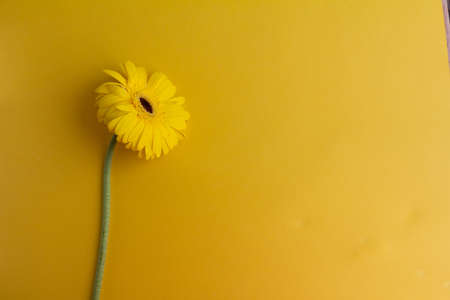 Beige gerbera flowers bunch on beige backgroundの写真素材
