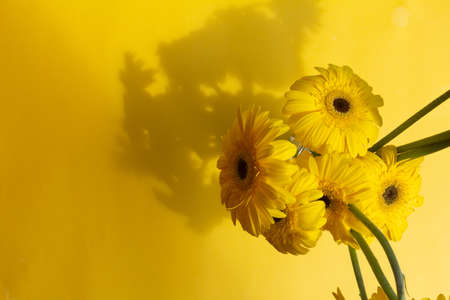 Beige gerbera flowers bunch on beige background
