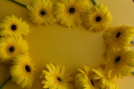 Beige gerbera flowers bunch on beige backgroundの写真素材