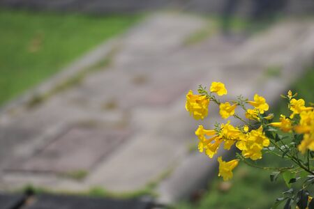 Yellow Flower
