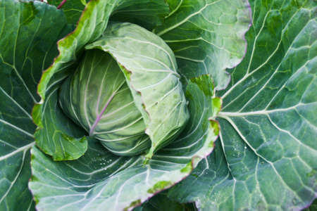 Blossom green vegetableの写真素材