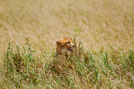 Young cheetah hiding in grassの写真素材
