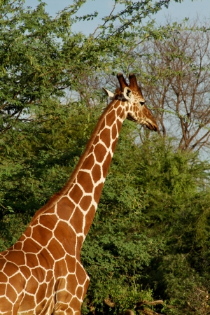 Head and neck of giraffeの写真素材