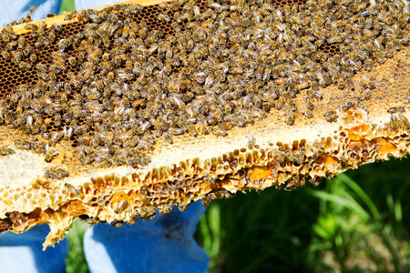 Bees gathered on honeycomb tray