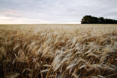 Field of ripe Durum Wheatの写真素材