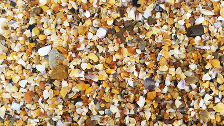 Sand beach. Small colorful shells. Marine background.の写真素材