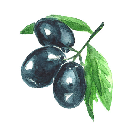 Watercolor illustration. Olive branch.  Hand drawn imageの写真素材