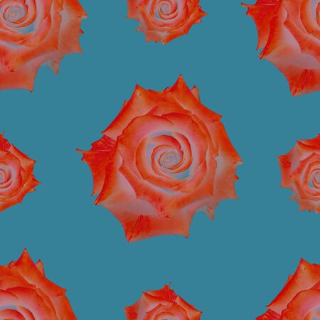 Cute beautiful colorful roses. Seamless floral photo background. Digital mixed media artwork for wrapping paper, wallpaper design, textile, fabric, apparel.の写真素材