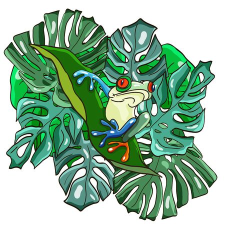 Stylish colorful vector poster with tropical wild animal. Cute bright tree frog.のイラスト素材