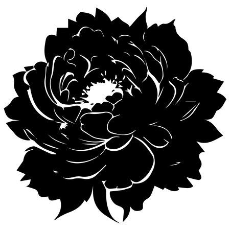 Black and white peony flower isolated on white background. Vector illustration.のイラスト素材