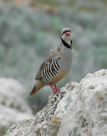 Chuckarの写真素材