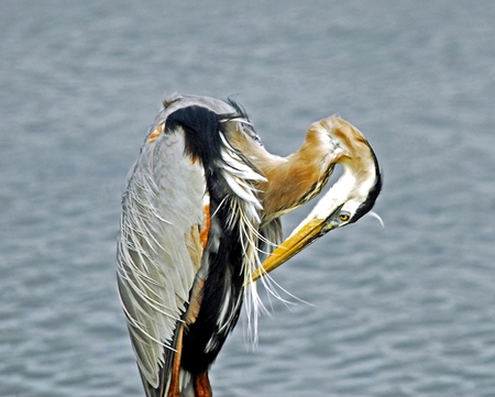Great Blue Heron Preeningの写真素材