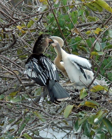Anhinga Feeding Two Chicks