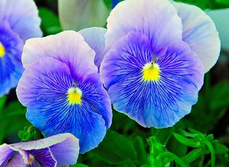 Pretty Blue Flowerの写真素材