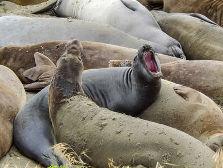 Closeup of Elephant Seals on the beach near San Simeon along the California Coast.の写真素材