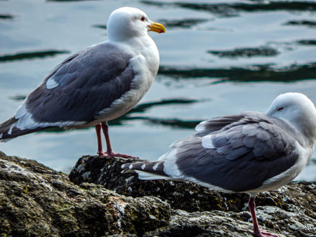 White and Gray Glaucous Winged Gulls in Washington Park in Anacortes, Washngtonの写真素材