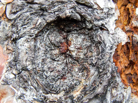closeup of tree bark and knothole taken in Omak, Washington
