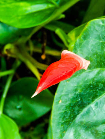 Macro Closeup Shot of a Red Antherium flower bud with green leaves