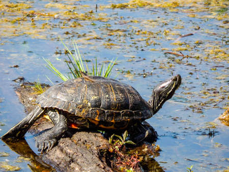 Turtle floating on a log at Twin Lakes in Arlington, Washington