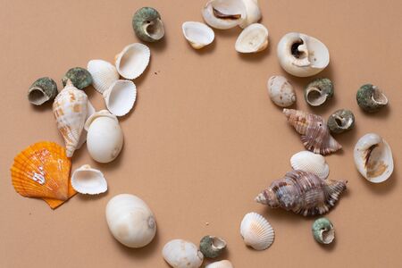 Different seashells on a ochre color background , the concept of holidays by the sea. Background with shells, round frame, copy space in the centerの写真素材