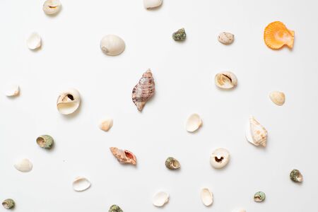 Different seashells on a white background , the concept of holidays by the sea. Background with shellsの写真素材