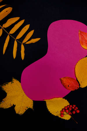 Designer frames made of colored cardboard and yellow autumn leaves, black and burgundy colorの写真素材