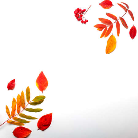Layout of yellow autumn leaves on a white background,thematic background with autumn mood, rowan leaves and berries on the sides copy space in the centerの写真素材