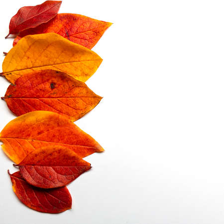 Red and yellow autumn leaves on a white background, autumn border framing for your text or designの写真素材