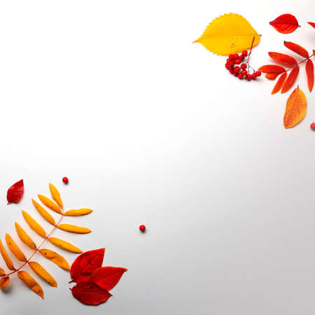 Layout of yellow autumn leaves on a white background,thematic background with autumn mood, copy space in the centerの写真素材
