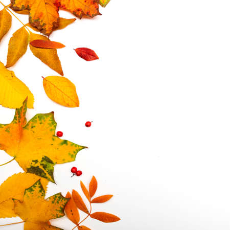 Autumn border, yellow maple leaves isolated on white, copy the space on the right sideの写真素材