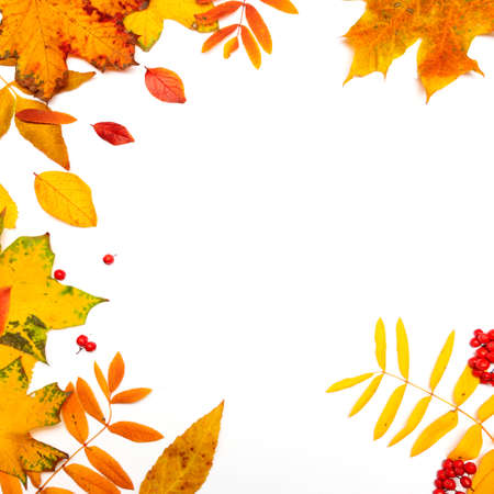 Autumn frame, yellow maple leaves isolated on a white background, copy the space in the centerの写真素材