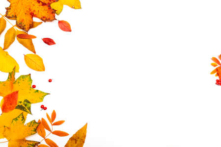 Autumn border, yellow maple leaves isolated on white, copy the space on the right sideの写真素材