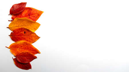 Red and yellow autumn leaves on a white background, autumn border framing for your text or designの写真素材