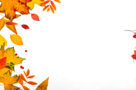 Autumn border, yellow maple leaves isolated on white, copy the space on the right sideの写真素材