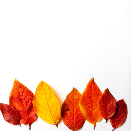 Red and yellow autumn leaves on a white background, autumn border framing for your text or designの写真素材