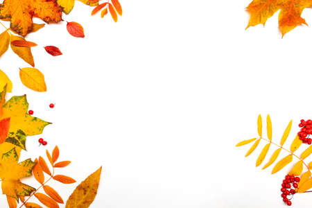 Autumn border, yellow maple leaves isolated on white, copy the space on the right sideの写真素材