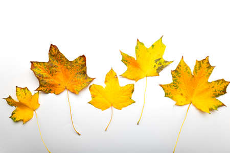 Yellow maple leaves in a line on a white background, autumn border framing for your text or designの写真素材