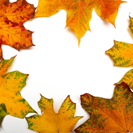 Autumn frame, yellow maple leaves isolated on a white background, copy the space in the centerの写真素材