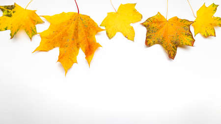 Red and yellow autumn leaves on a white background, autumn border isolated on white